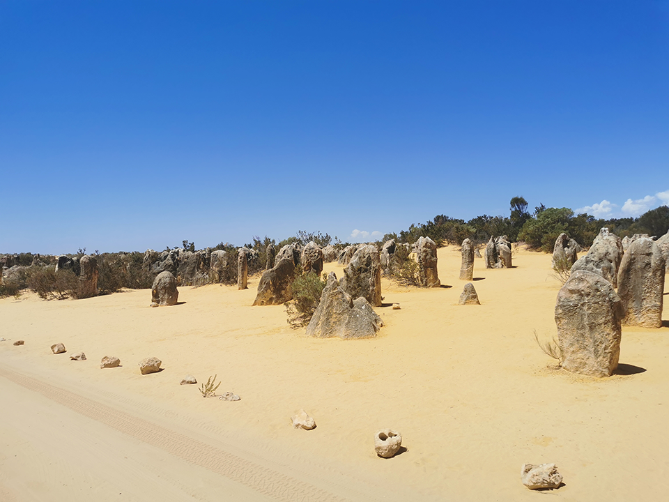 Lunar-like Pinnacles form tall limestones spires rise eerily out of the yellow desert sands of Nambung national partk 